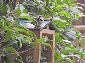 Eurasian Tree Sparrow 明月院 Thu, 10/7/2021