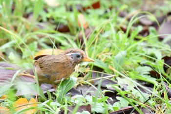 ガビチョウ 川崎市内 2022年9月19日(月)