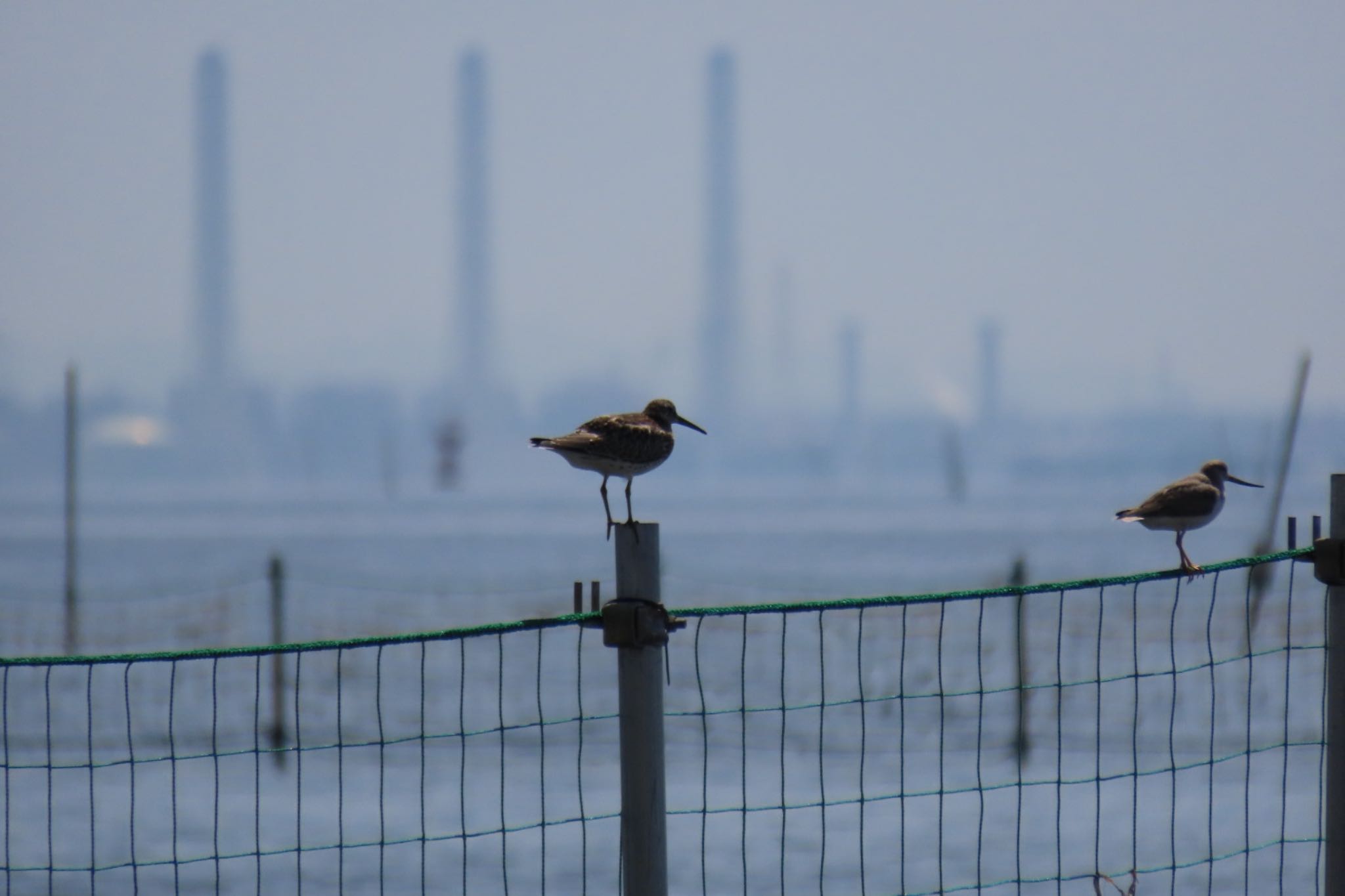 ふなばし三番瀬海浜公園 オバシギの写真 by km