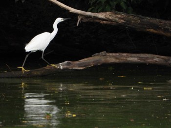 Sat, 9/17/2022 Birding report at Hattori Ryokuchi Park