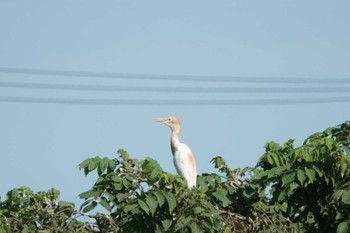 2022年7月30日(土) 越谷サギコロニーの野鳥観察記録