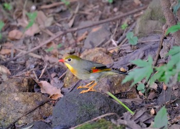 ソウシチョウ 東京都立桜ヶ丘公園(聖蹟桜ヶ丘) 2022年9月14日(水)