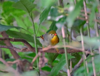 ソウシチョウ 東京都立桜ヶ丘公園(聖蹟桜ヶ丘) 2022年9月13日(火)