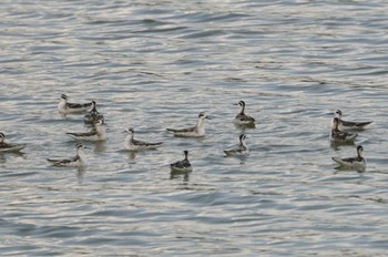 Red-necked Phalarope Koyaike Park Thu, 9/15/2022