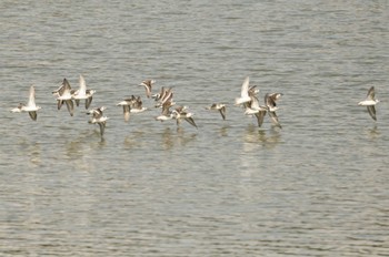 Red-necked Phalarope Koyaike Park Thu, 9/15/2022