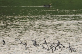 アカエリヒレアシシギ 昆陽池公園 2022年9月15日(木)