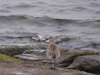 Sat, 6/11/2022 Birding report at 琵琶湖西岸(膳所)