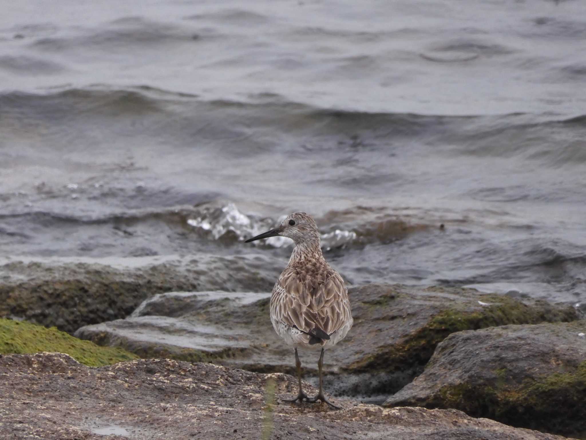 Photo of Great Knot at 琵琶湖西岸(膳所) by ひよひよ