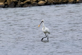 Eurasian Spoonbill 宮城県 鳥の海 Sun, 9/18/2022