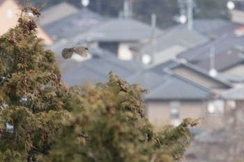 ヒヨドリ 栗東自然観察の森 2018年2月2日(金)