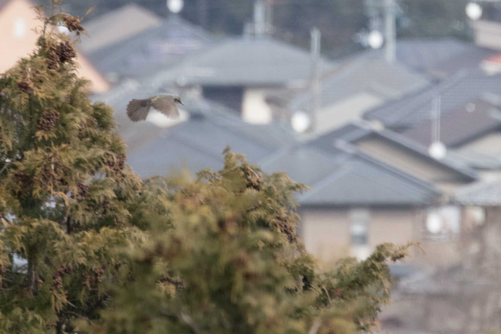 栗東自然観察の森 ヒヨドリの写真 by C君