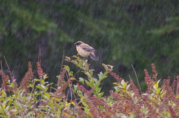 Sun, 9/18/2022 Birding report at Senjogahara Marshland