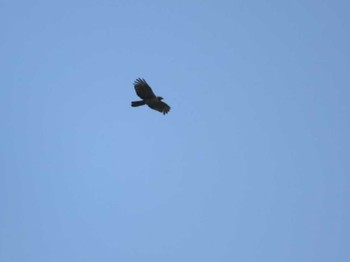 Grey-faced Buzzard Shirakaba-touge Fri, 9/16/2022