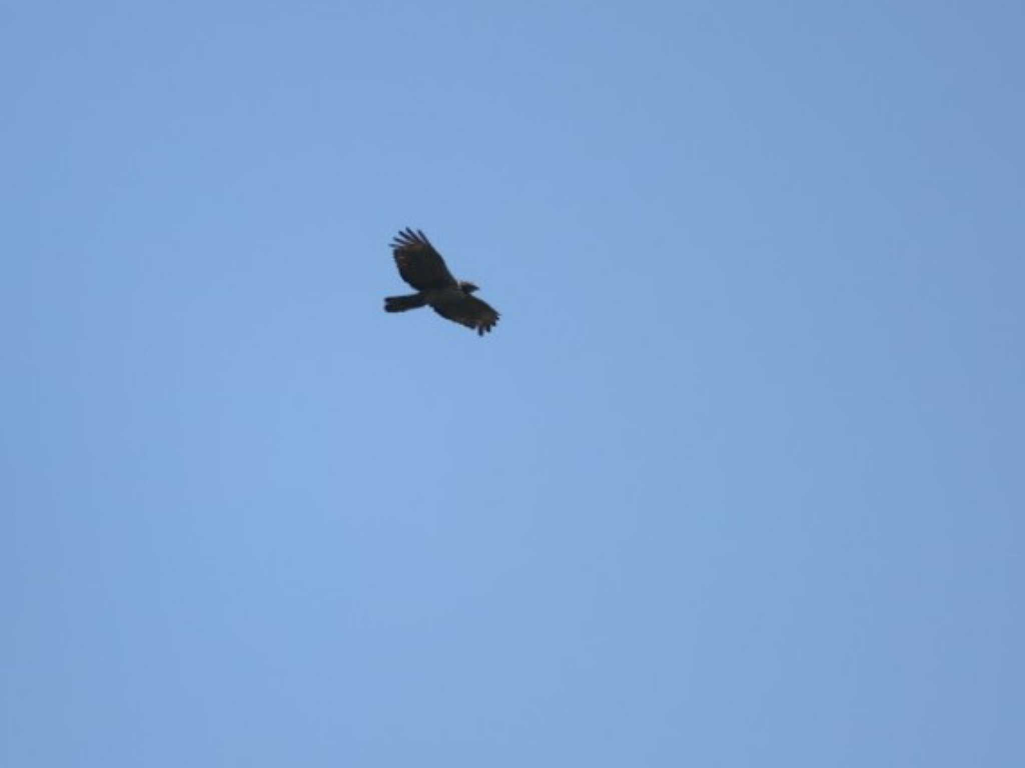 Photo of Grey-faced Buzzard at Shirakaba-touge by カルル