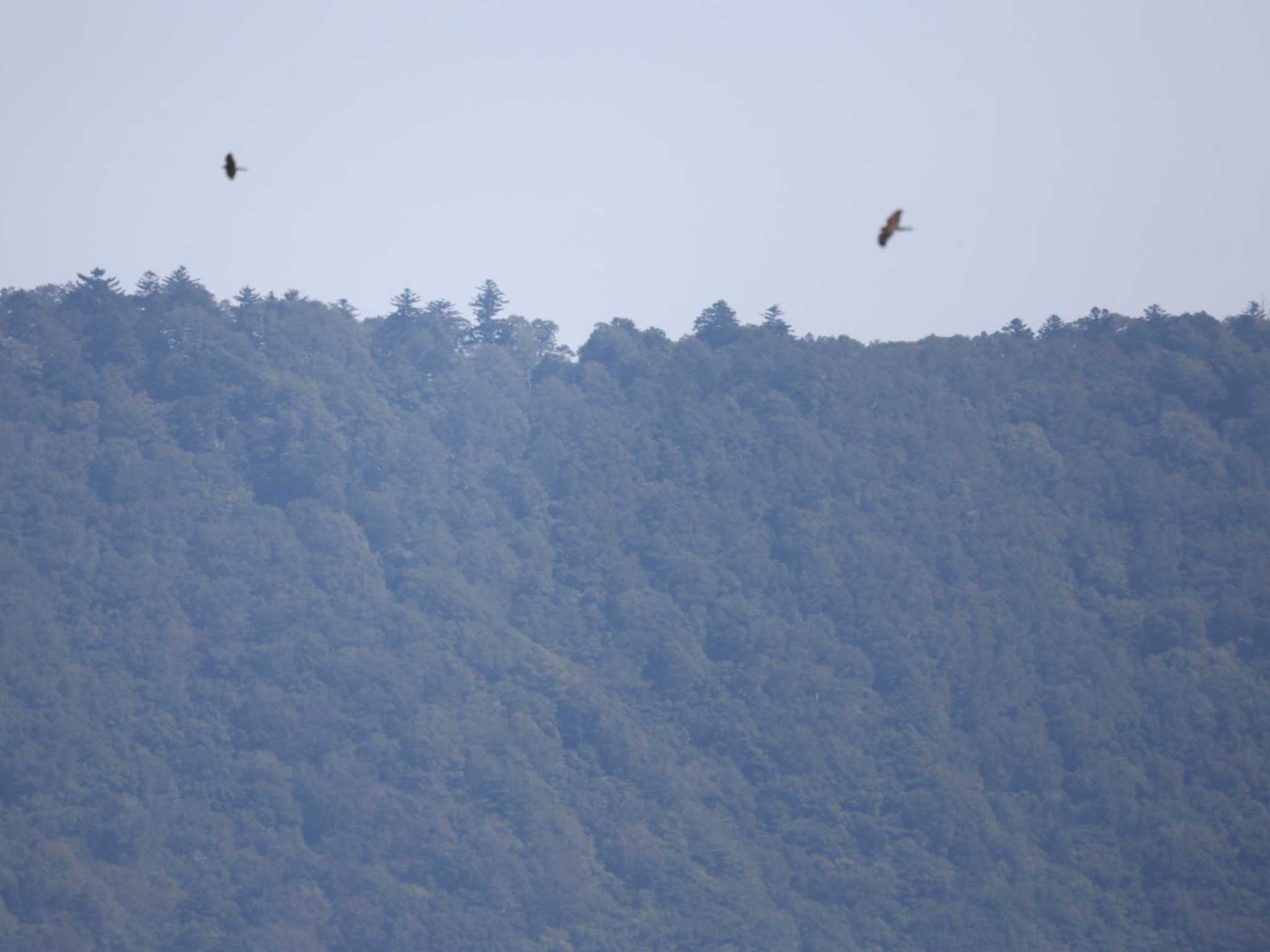 Grey-faced Buzzard