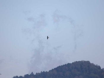 Japanese Sparrowhawk Shirakaba-touge Fri, 9/16/2022