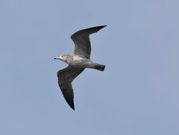 Black-tailed Gull 江ノ島 Mon, 9/19/2022