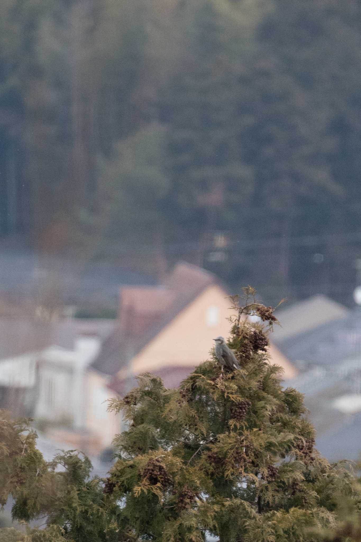 栗東自然観察の森 ヒヨドリの写真 by C君