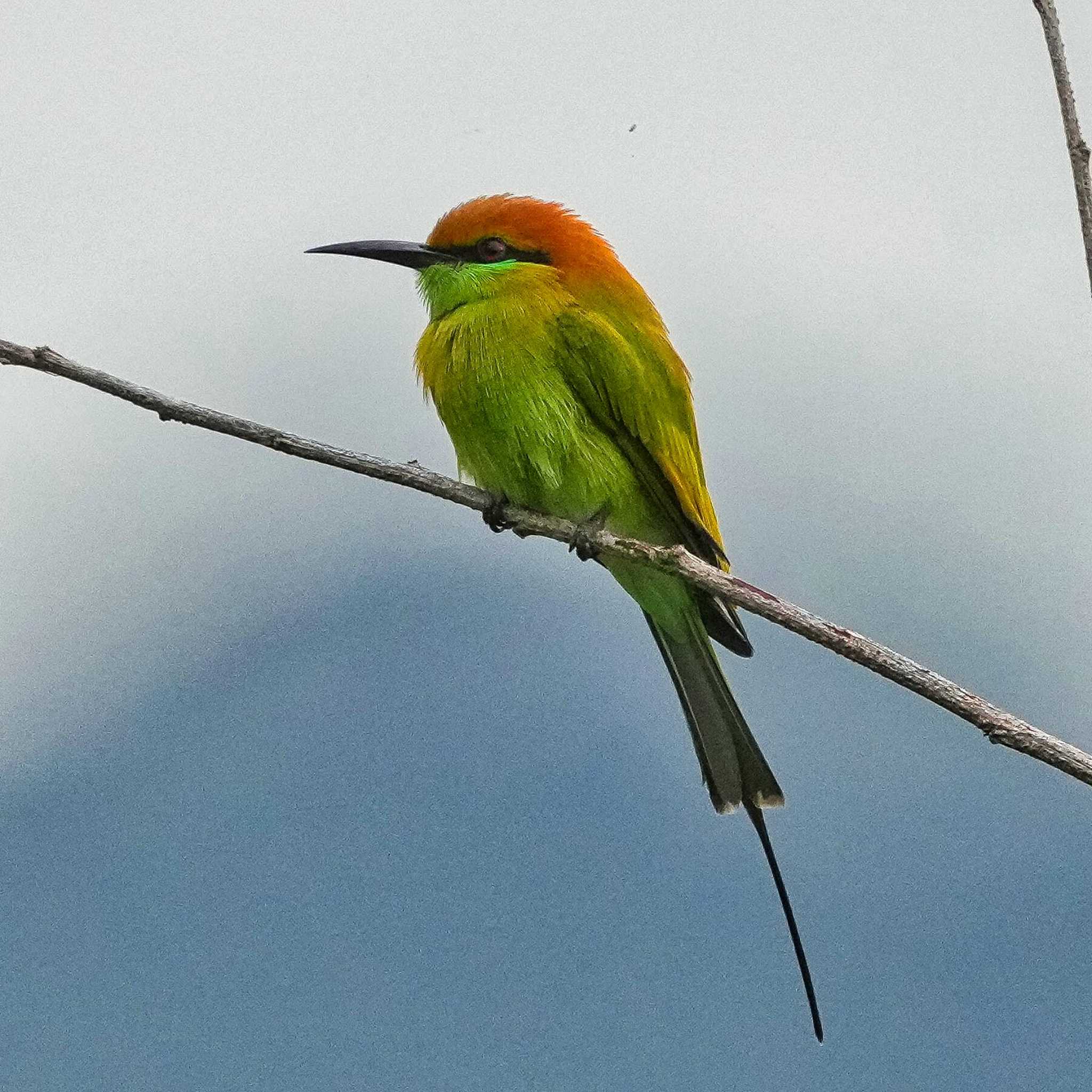 Asian Green Bee-eater