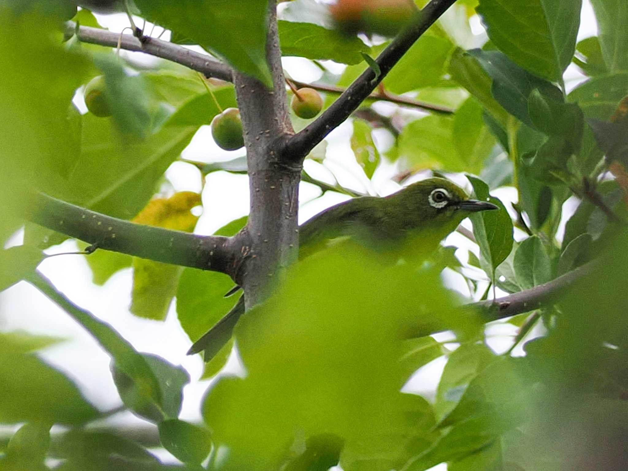 Photo of Warbling White-eye at 福井緑地(札幌市西区) by 98_Ark (98ｱｰｸ)