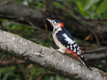 Great Spotted Woodpecker(japonicus) 福井緑地(札幌市西区) Mon, 9/19/2022