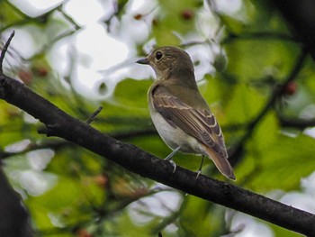 Narcissus Flycatcher 福井緑地(札幌市西区) Mon, 9/19/2022