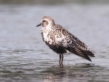 2022年9月13日(火) ふなばし三番瀬海浜公園の野鳥観察記録