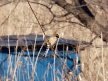 Bull-headed Shrike 黒浜沼 Thu, 1/26/2017