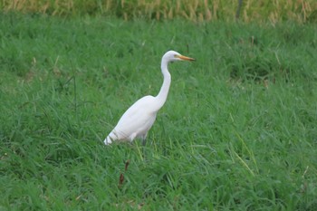 2022年9月11日(日) 平塚田んぼの野鳥観察記録