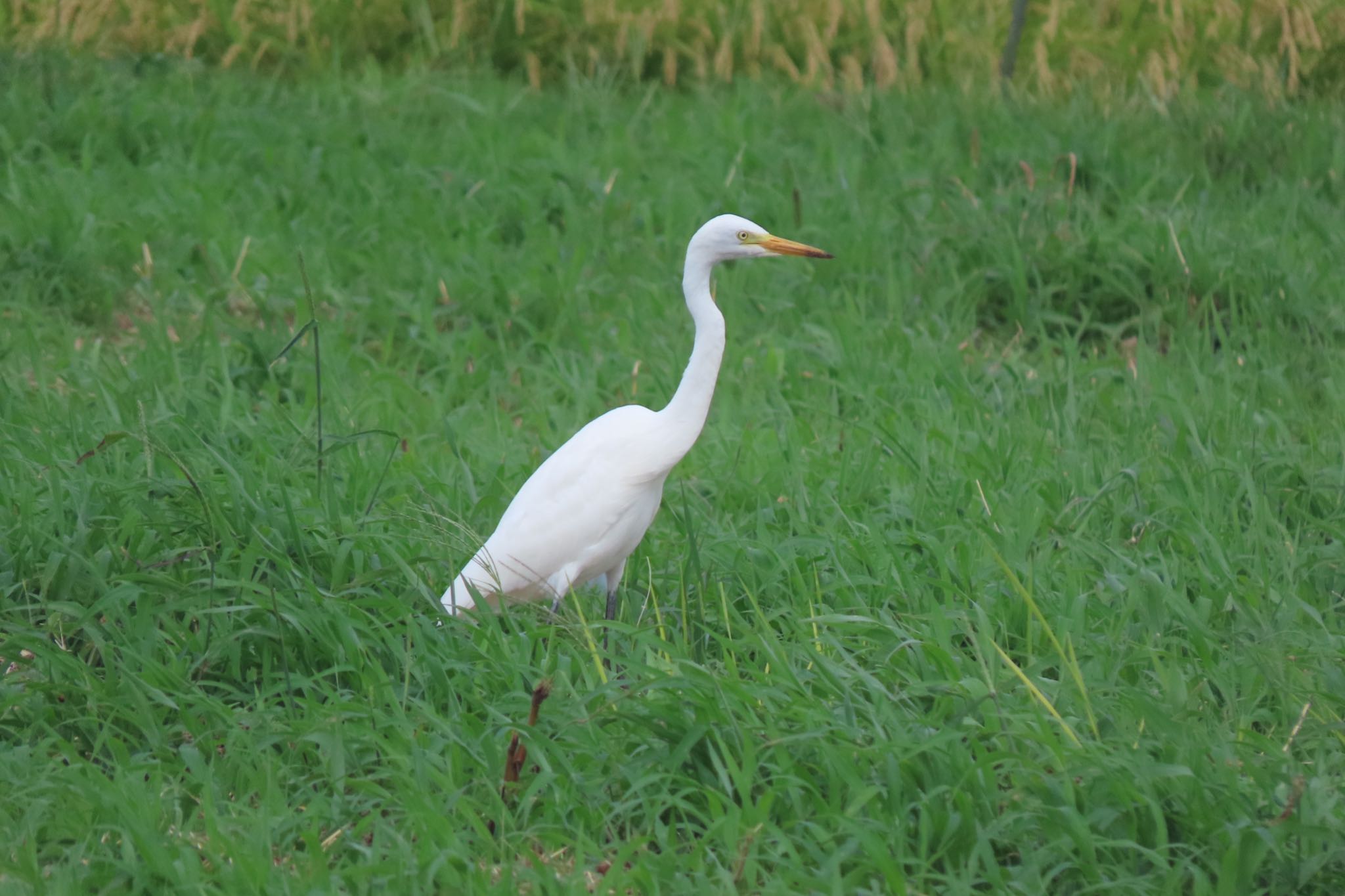 平塚田んぼ アマサギの写真 by 中学生探鳥家