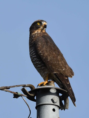 Grey-faced Buzzard 茨城県つくば市 Sat, 9/17/2022