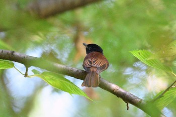 Black Paradise Flycatcher 東京都江東区 Sun, 9/4/2022