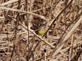 Masked Bunting 黒浜沼 Thu, 1/26/2017