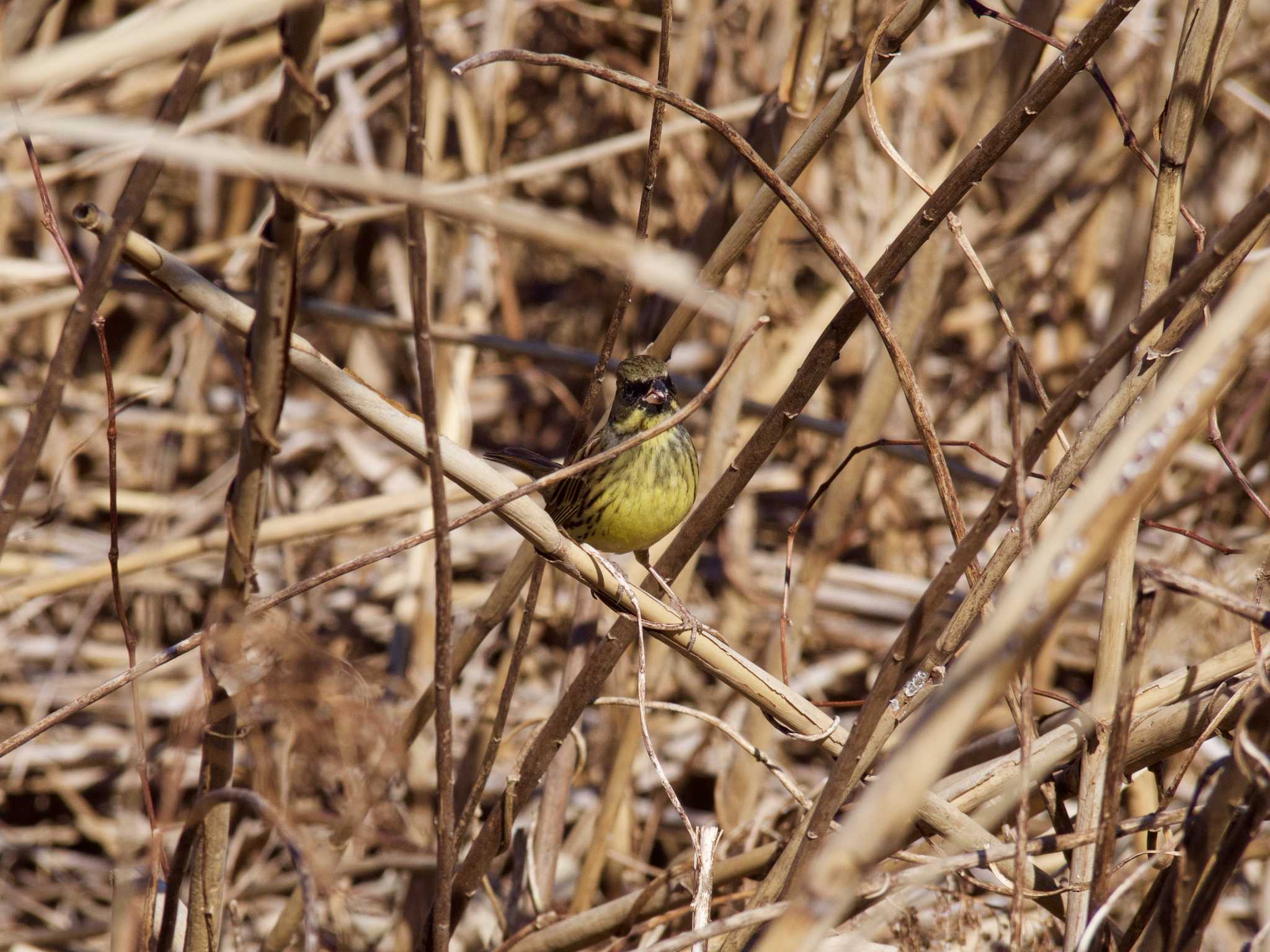 Photo of Masked Bunting at 黒浜沼 by 七色一味