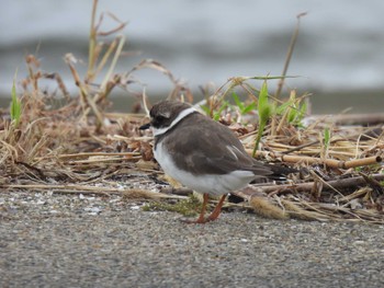 Common Ringed Plover 衣崎 Sun, 9/18/2022