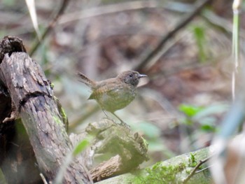 Eurasian Wren Tamahara Wetland Tue, 9/13/2022