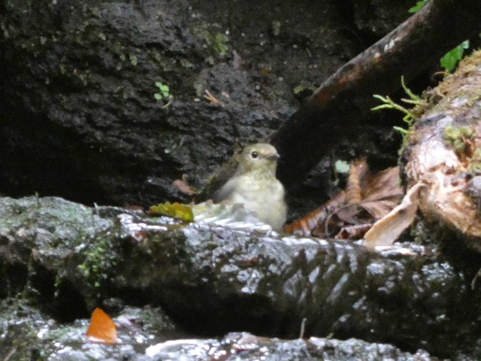 キビタキ