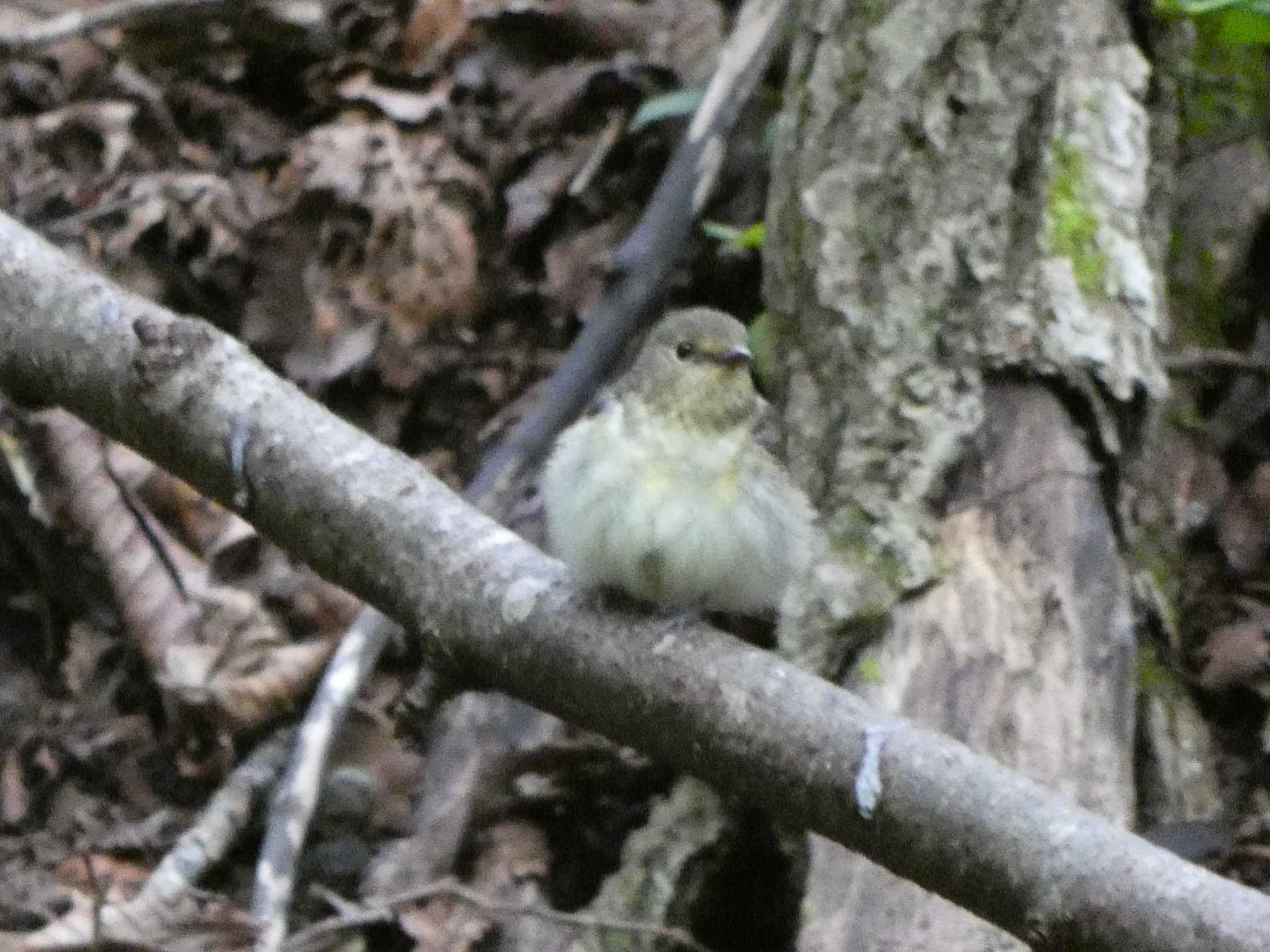 キビタキ