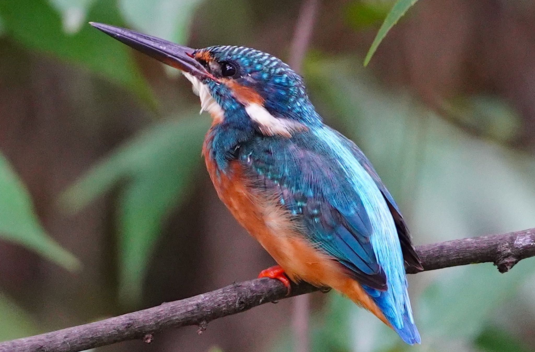 Common Kingfisher