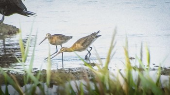 オグロシギ 大阪南港野鳥園 2022年9月18日(日)