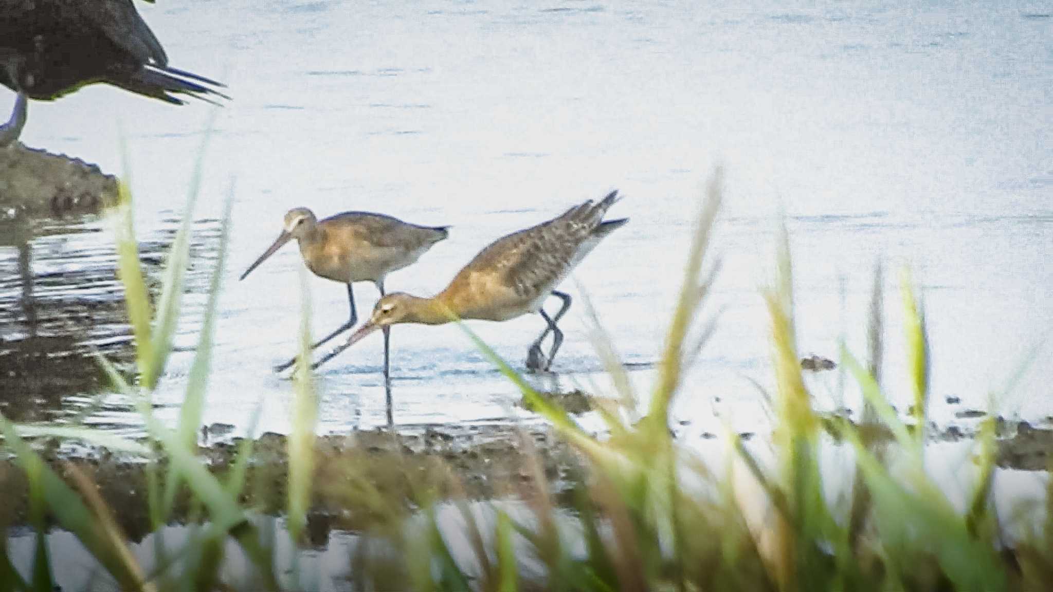 Black-tailed Godwit