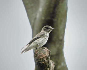 エゾビタキ 大阪南港野鳥園 2022年9月18日(日)