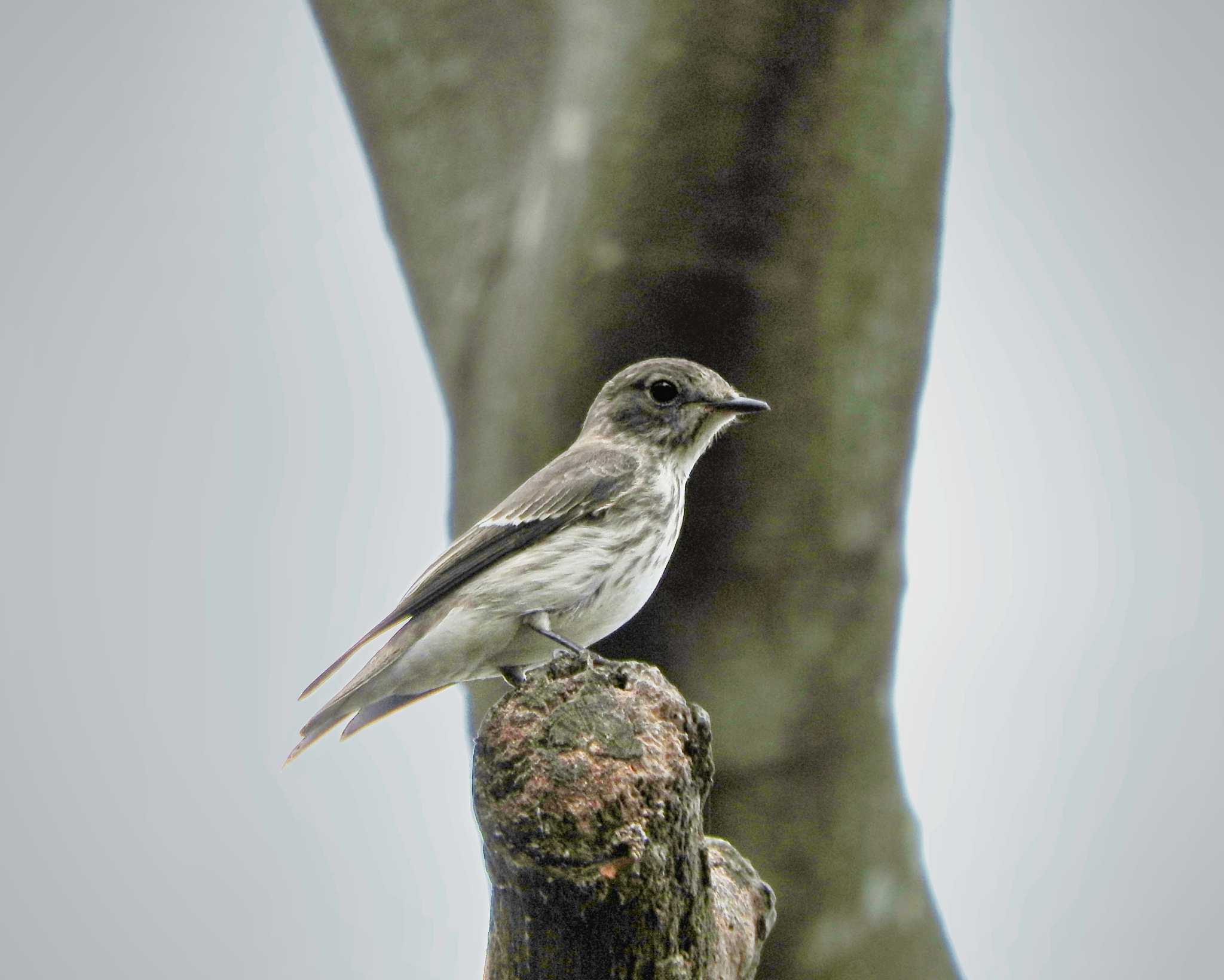 Grey-streaked Flycatcher