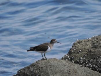 イソシギ 東京港野鳥公園 2022年9月19日(月)