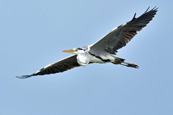 アオサギ 青葉山公園 2022年9月18日(日)