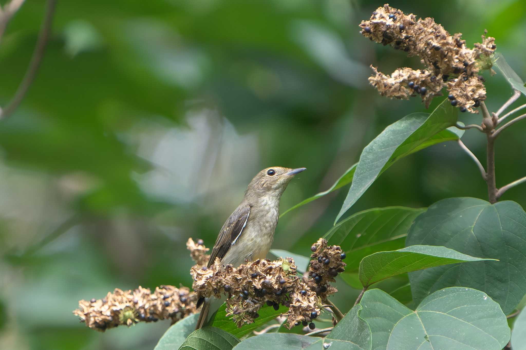 Narcissus Flycatcher