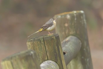 2018年2月3日(土) 三重県上野森林公園の野鳥観察記録