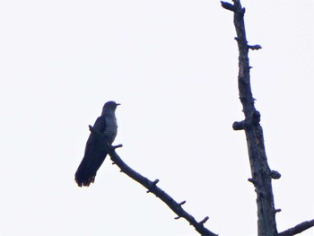 Common Cuckoo Senjogahara Marshland Sat, 6/18/2022