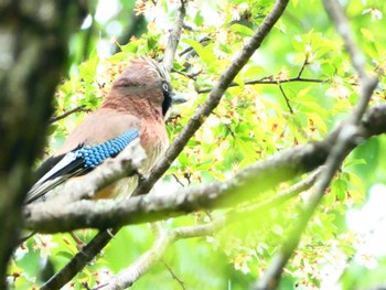 Eurasian Jay Senjogahara Marshland Sun, 6/12/2022