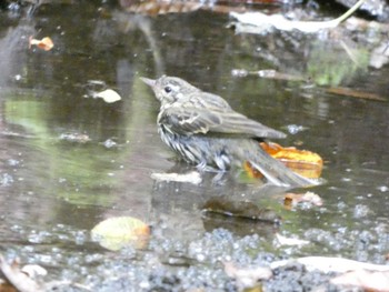 2022年9月17日(土) 大洞の水場の野鳥観察記録